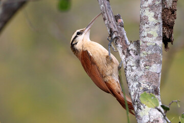 Narrow-billed Woodcreeper (Lepidocolaptes angustirostris), isolated, perched on a tree