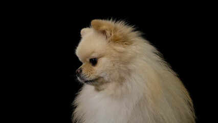 Obraz premium Portrait photo of a cream color German Spitz on a black background.