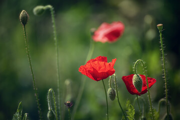 Obraz premium Red spring poppy