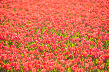 field red tulips netherlands