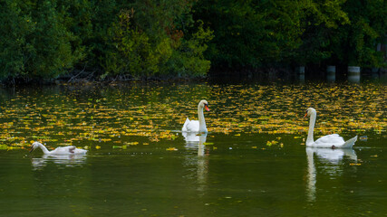 Swan family with cygnet on lake, fallen leaves on green water surface
