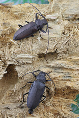 Carpenter longhorn, Long horned beetle (Ergates faber) female and male on deadwood pine stump in which the larvae were developing.