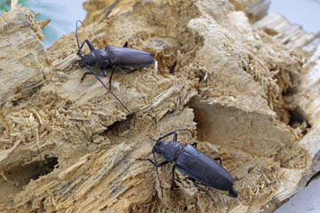 Carpenter longhorn, Long horned beetle (Ergates faber) female and male on deadwood pine stump in which the larvae were developing.