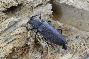Carpenter longhorn, Long horned beetle (Ergates faber), female on deadwood pine stump in which the larvae were developing.