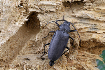 Carpenter longhorn, Long horned beetle (Ergates faber), female on deadwood pine stump in which the larvae were developing.