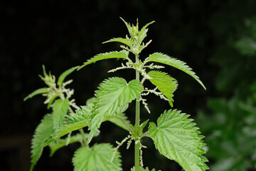 Closeup of a green flowering nettle or Urtica plant against a dark background.