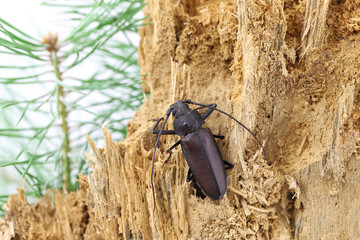 Carpenter longhorn, Long horned beetle (Ergates faber), male on deadwood pine stump in which the larvae were developing.