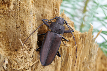 Carpenter longhorn, Long horned beetle (Ergates faber), male on deadwood pine stump in which the...