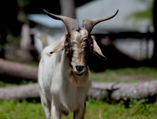A male goat on the farm pasture
