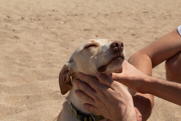dog enjoys being petted by many hands on a sunny day at the beach
