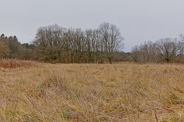 Autumn landscape with grassland and forest in Pirita, Estoniq