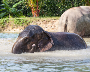 Two elephants swimming.