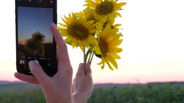 Girl takes pictures of sunflower flowers at sunset, photo on smartphone. Beautiful sunset.