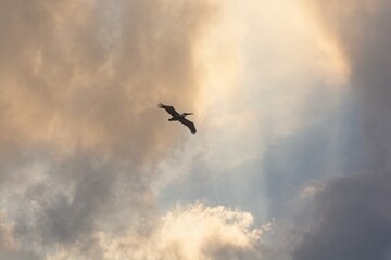 Brown pelican above soaring high over coastline crossing a sun drenched break in the clouds