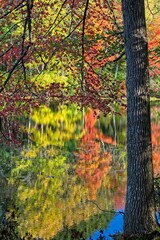 Bright autumn colors cover the  trees on slope of Rea’s Pond shoreline with  reflections on water surface