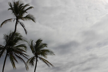 Treetops of palm trees with their leaves moving by the wind on a cloudy day with dark and heavy clouds. In Morro de São Paulo, Tinharé Island, Cairu Archipelago, Bahia, Brazil.