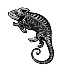Chameleon skeleton graphic, black and white