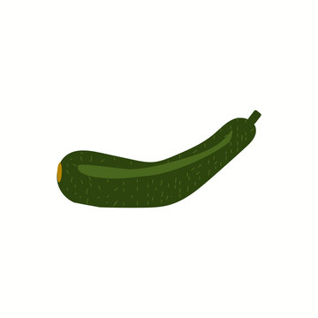 Zucchini vector Illustration. Realistic vector isolated on white background.