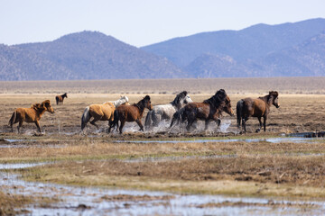 Fototapeta na wymiar Wild Mustangs running through muddy water across a grassy plain. Multi-colored wild mustang horses running through marshy water away from photographer