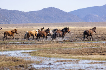 Fototapeta na wymiar Wild Mustangs running through muddy water across a grassy plain. Multi-colored wild mustang horses running through marshy water away from photographer