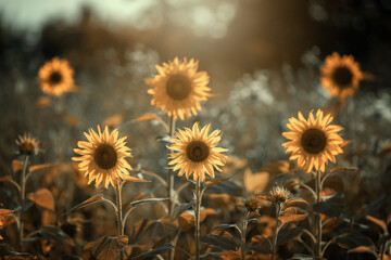 Kwiaty żółtych słoneczników. Słonecznikowe pole przed letnim zachodem słońca - obrazy, fototapety, plakaty