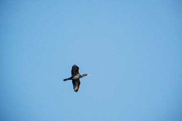 Cormorant in flight above Tenmile Lake Oregon