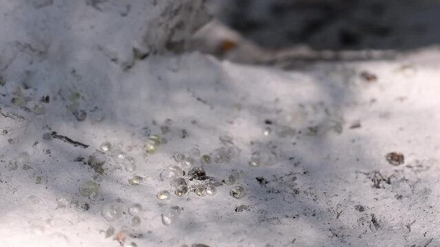Close up of resin mastic drops brighten and twinkle in the sunlight on the ground. Shadows on the ground from the foliage of the mastic tree waving in the wind. Selective focus. Chios island, Greece.