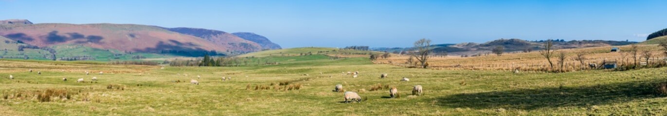 Obraz premium A flock of sheep on the meadow in Lake District. England