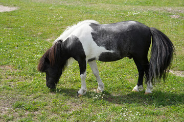 Naklejka na ściany i meble A black and white pony grazes on a green lawn