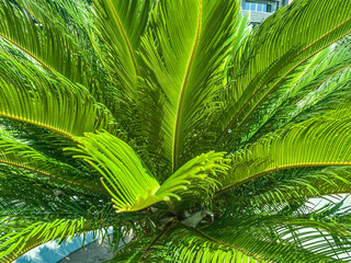 green, sharp, thin palm branches. tiny green leaves on a bush. exotic plant in a hot country. palm tree against the blue sky. green leaves