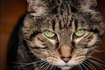 Closeup Portrait of a Cat