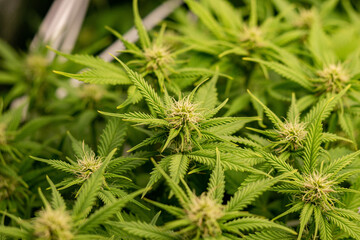 Close up of Marijuana Plant