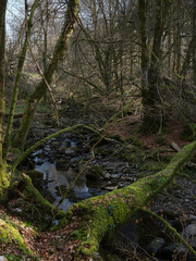 Overgrown and nearly clogged by fallen trees, the Eas Dubh burn flows by Inverglen farmhouse....
