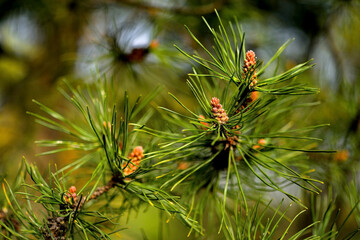 Young pine branch in spring, Poland