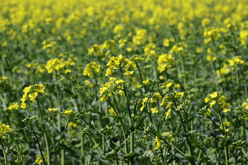 Flowering rapeseed field