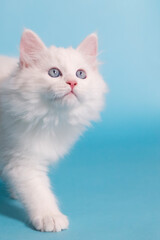 Weißes Sibirisches Waldkatzen Kitten vor hellblauem Hintergrund