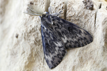 Black arches Lymantria monacha, imago, resting on textured wood.
