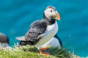Cute atlantic puffin - Fratercula arctica standing on grass with darkblue water of Barents Sea in background. Photo from Hornoya Island at Varanger Penisula in Norway.
