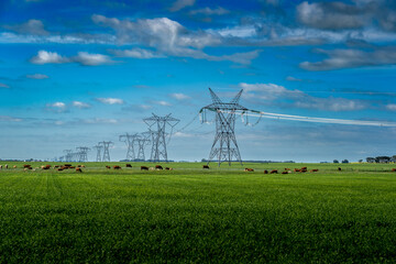 A herd of cattle graze under a row of steel lattice transmission pylons on Canadian farmlands in Rocky View County Alberta.