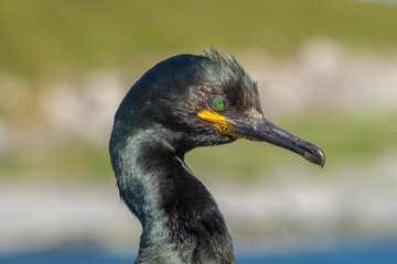 Portrait of european shag - Gulosus aristotelis - with light green background. Photo from Hornoya Island in Norway.