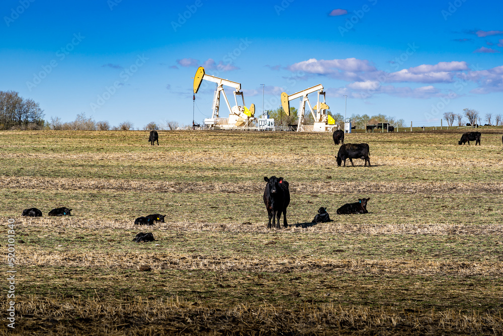 Wall mural a herd of cattle grazing on a tilled field with oil and gas pump jacks working on farmland in rocky 