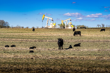 A herd of cattle grazing on a tilled field with oil and gas pump jacks working on farmland in Rocky View County Alberta Canada.