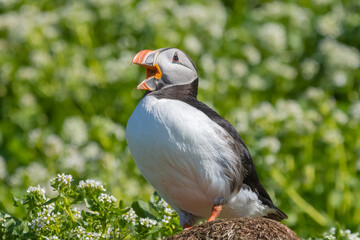 Cute atlantic puffin - Fratercula arctica standing on stone with green grass in background. Photo from Hornoya Island at Varanger Penisula in Norway.