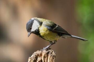 Great tit - Parus major - perched on light brown background. Photo from Kaamanen in Finland.