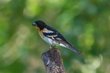 Colorful brambling - Fringilla montifringilla - perched with dark green background. Photo from Kaamanen, Lapland in Finland.