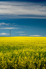 Row of wooden telephone poles stand tall along a blooming yellow canola field in Rocky View County Alberta Canada under a deep blue sky.