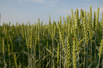 green wheat field