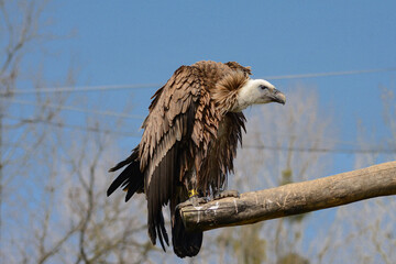 Vulture