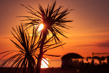 Sunset Through The Palm Trees Over The Sea. Summer tropical blurred cafe silhouette on beach vacation relax Lounge music background concept