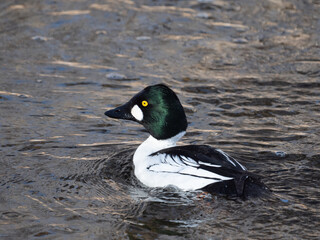 goldeneye duck in the water